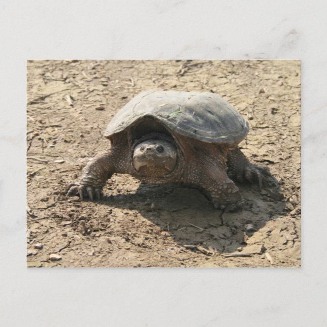 Mr. Tough Guy Postcard (Front)