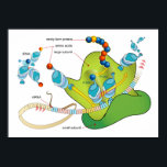 mRNA and Protein Synthesis in Ribosomes Diagram Poster<br><div class="desc">Diagram showing how the translation of the mRNA and the synthesis of proteins is made by ribosomes. Sign up to Mr. Rebates for FREE and save 12% on any zazzle order in addition to a $5.00 sign up bonus All Rights Reserved; without: prejudice, recourse or notice (U.C.C. 1-308) http://commons.wikimedia.org/wiki/File:Ribosome_mRNA_translation_en.svg ribosomes...</div>