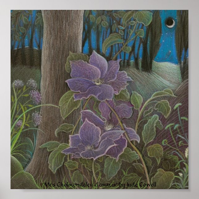 'Mrs Cholmondeley clematis by Moonlight' Poster (Front)