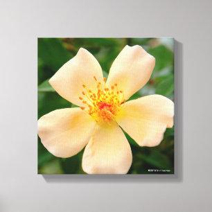 Mrs. Oakley Fisher Rose Canvas Print