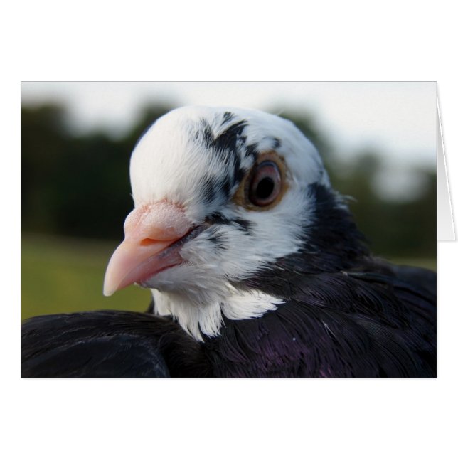 Mrs. Pigeon (Front Horizontal)