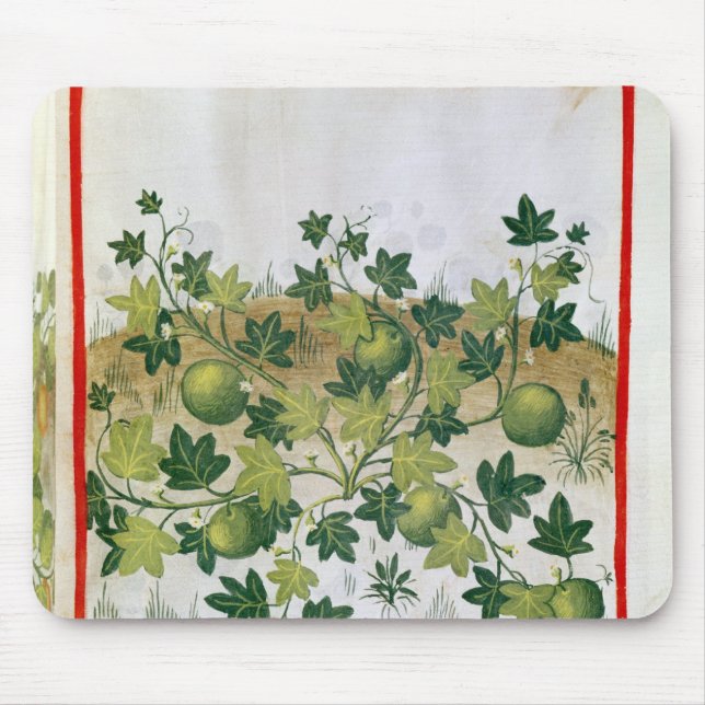 Ms 3054 fol.20 Melons, from 'Tacuinum Sanitatis' Mouse Pad (Front)