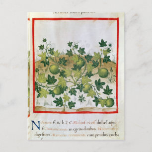 Ms 3054 fol.20 Melons, from 'Tacuinum Sanitatis' Postcard