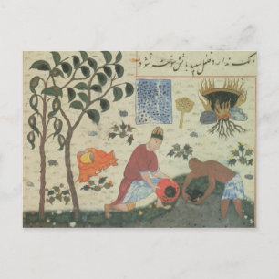 Ms Pers 332 Pepper tree and preparing pepper Postcard