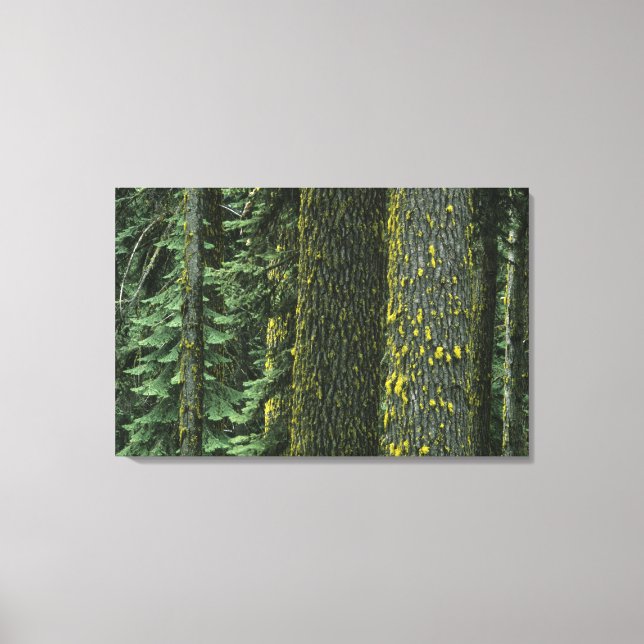 Mt. Ashland, Rogue RIver National Forest, Canvas Print (Front)