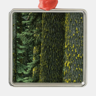 Mt. Ashland, Rogue RIver National Forest, Metal Tree Decoration