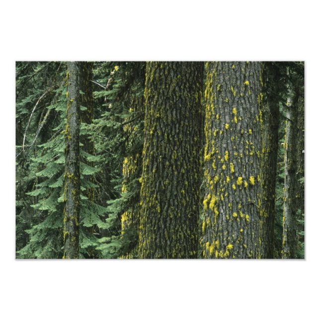 Mt. Ashland, Rogue RIver National Forest, Photo Print (Front)