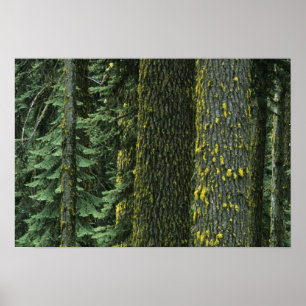 Mt. Ashland, Rogue RIver National Forest, Poster