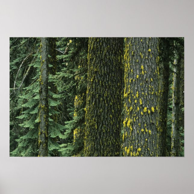 Mt. Ashland, Rogue RIver National Forest, Poster (Front)