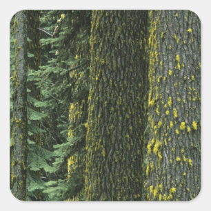 Mt. Ashland, Rogue RIver National Forest, Square Sticker