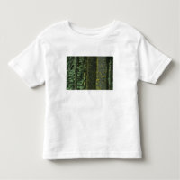 Mt. Ashland, Rogue RIver National Forest,