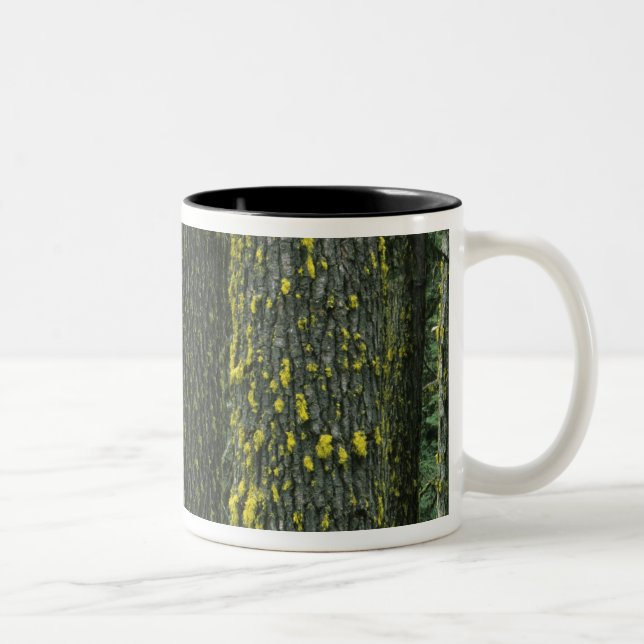 Mt. Ashland, Rogue RIver National Forest, Two-Tone Coffee Mug (Right)