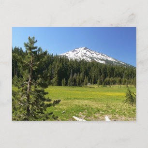 Mt Bachelor & Firs Postcard