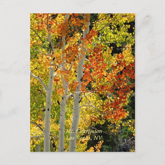 Mt. Charleston, Las Vegas, NV Aspens Postcard (Front)