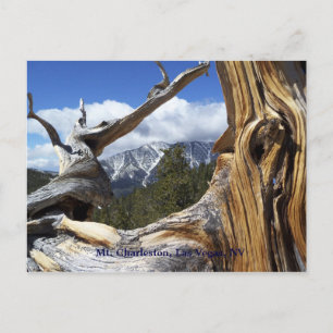 Mt. Charleston, Las Vegas, NV Postcard
