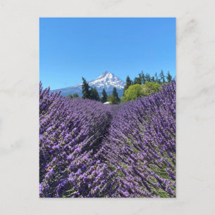 Mt Hood Oregon  Postcard