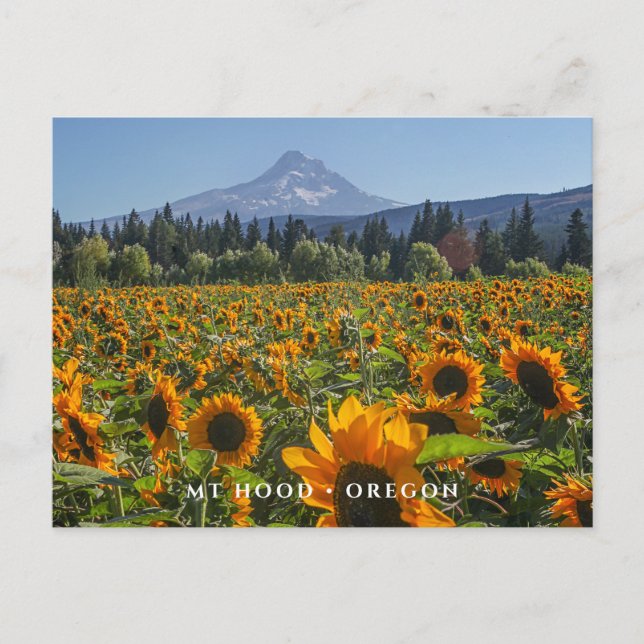 Mt Hood | Oregon Postcard (Front)