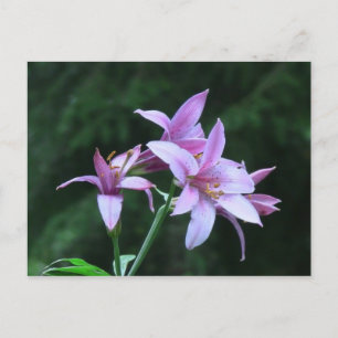 Mt Jefferson Oregon Flora Flower Botany Wildflower Postcard