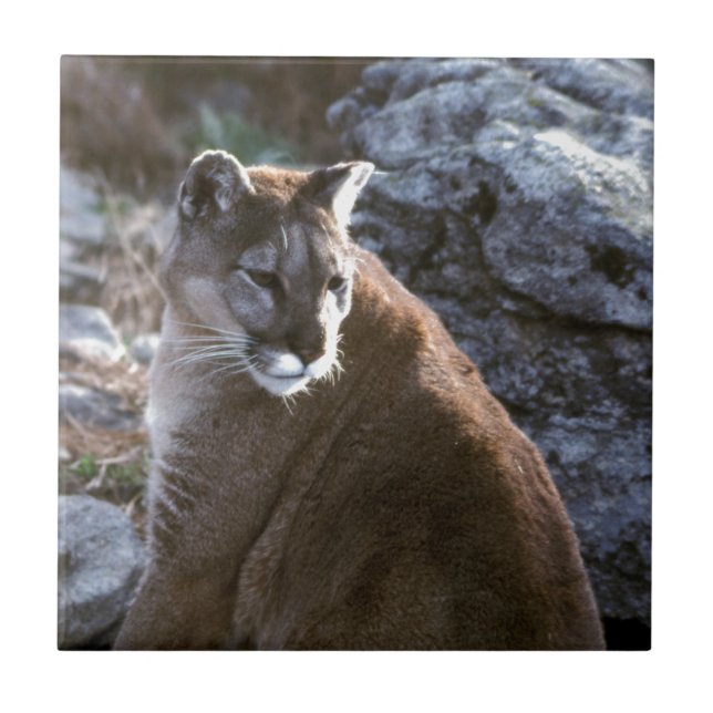 Mt lion head tile (Front)