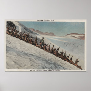 Mt. Rainier, WA - Line of People Sledding in Poster
