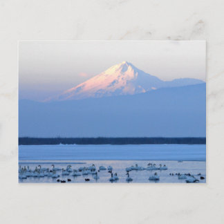 Mt. Shasta California Postcard