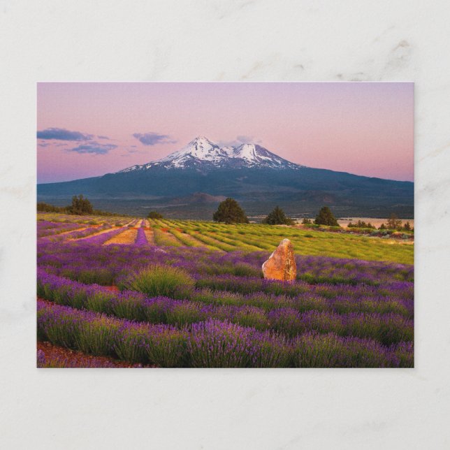 Mt. Shasta Lavender Sunset... Postcard (Front)