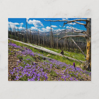 Mt. Washburn Postcard