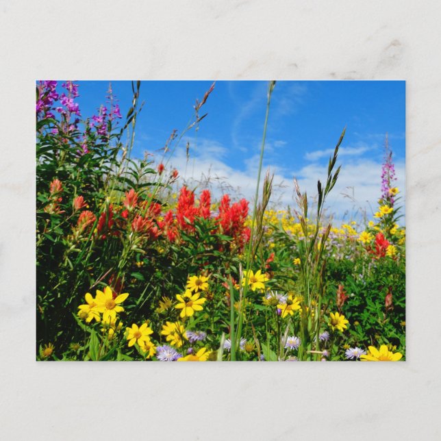 Mt. Wildflowers Postcard (Front)