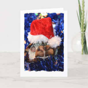 Mud turtle with head covered in santa hat holiday card