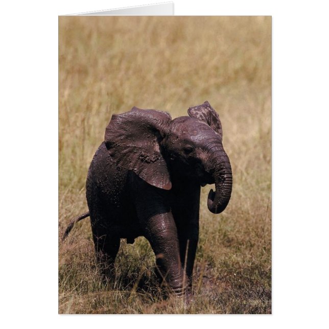 Muddy Baby Elephant (Front)