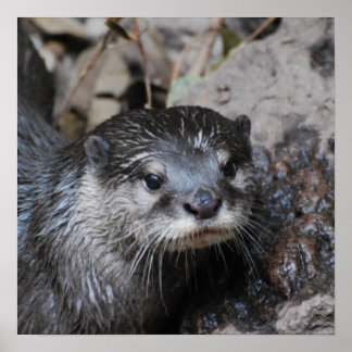 Muddy Otter Poster
