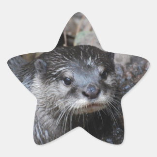 Muddy Otter Star Sticker