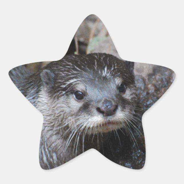 Muddy Otter Star Sticker (Front)