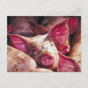 Muddy Piglet Postcard