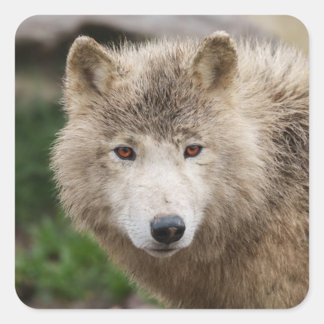 Muddy White Wolf Square Sticker (Front)