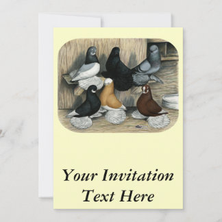 Muffed Tumbler Pigeons Invitation