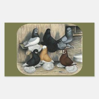 Muffed Tumbler Pigeons Rectangular Sticker