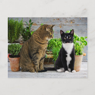 "Muffin & Kells" Postcard