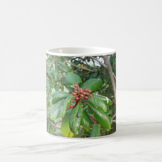Mug Buckthorn (Center)