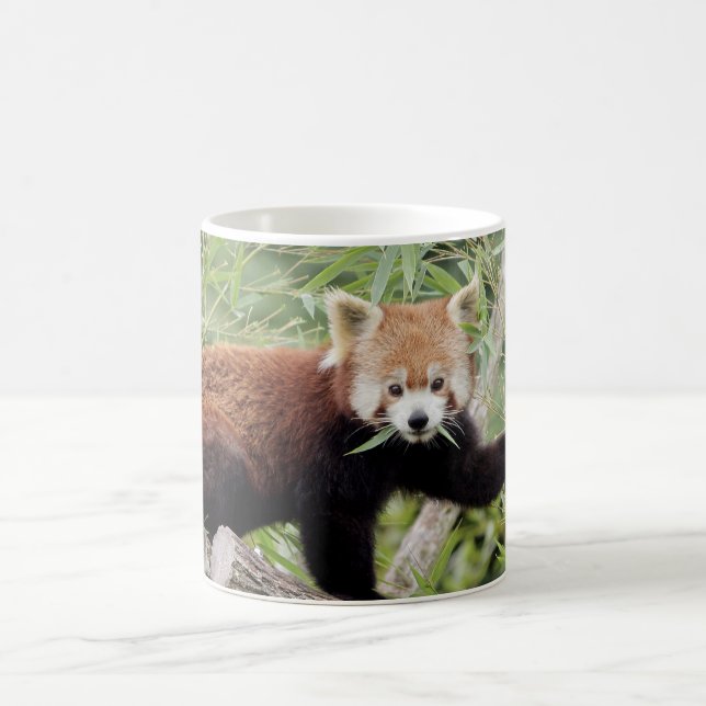 Mug Photo red panda , animals . coffee mug (Center)