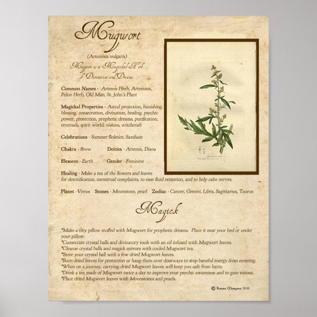 MUGWORT MAGICK HERB POSTER (Front)