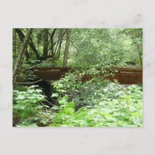 Muir Woods Bridge I Postcard