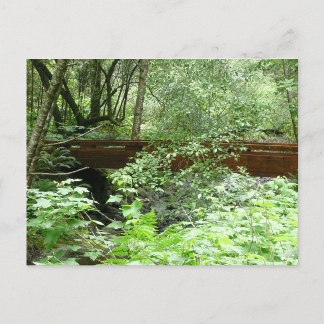 Muir Woods Bridge I Postcard (Front)