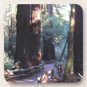 Muir Woods Coaster