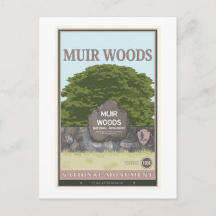 Muir Woods National Monument 2 Postcard