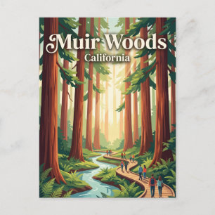 Muir Woods National Monument California Postcard