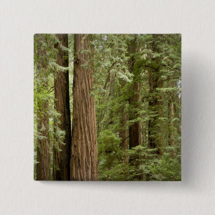 Muir Woods National Monument, Northern 15 Cm Square Badge