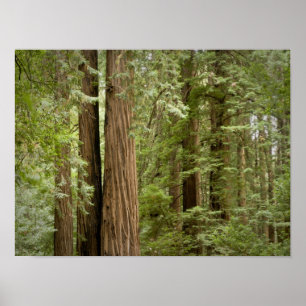Muir Woods National Monument, Northern Poster