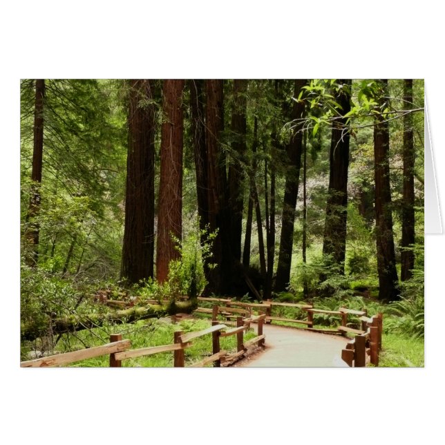 Muir Woods Path I Nature Photography (Front Horizontal)