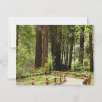 Muir Woods Path I Nature Photography